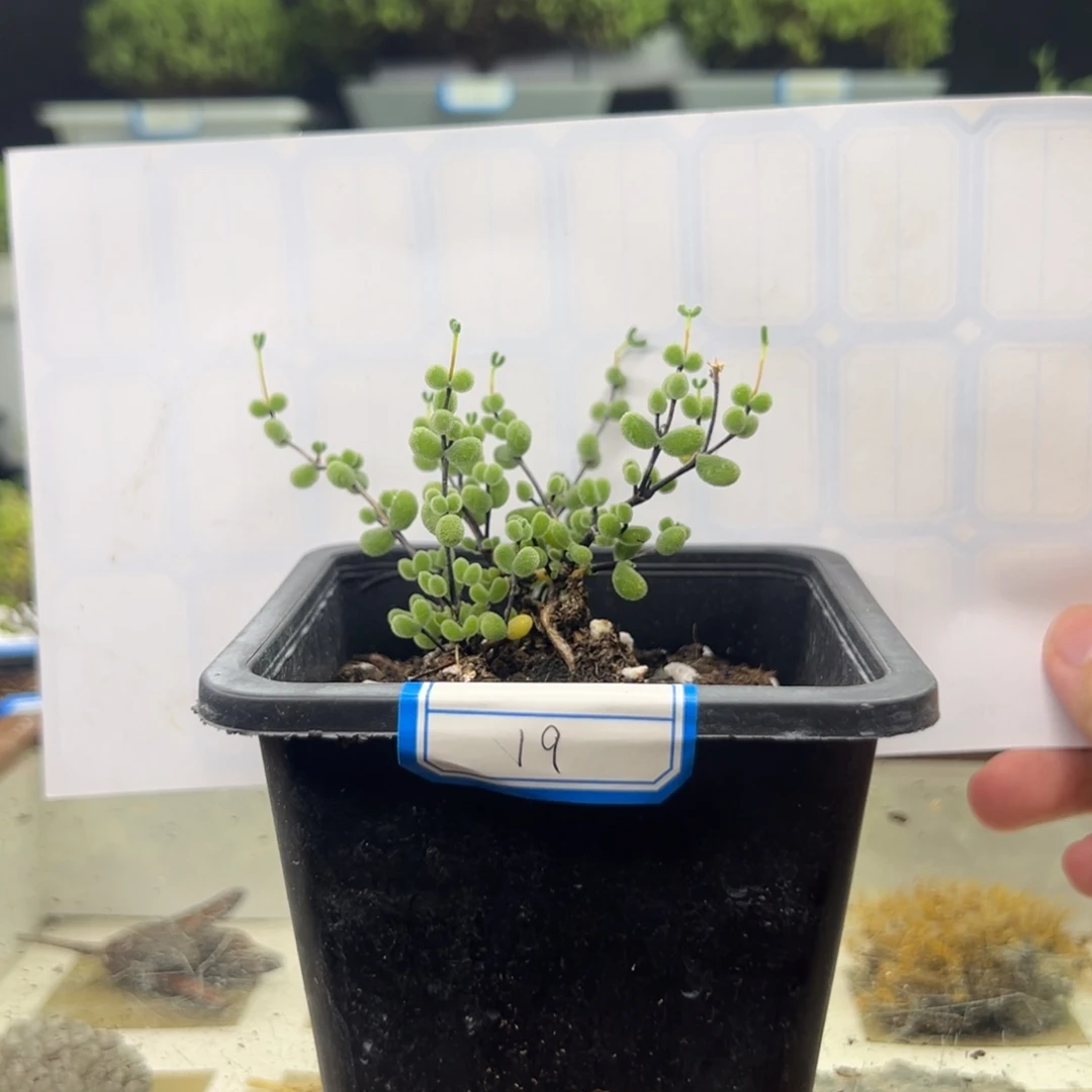 19号链接翡翠10厘米盆