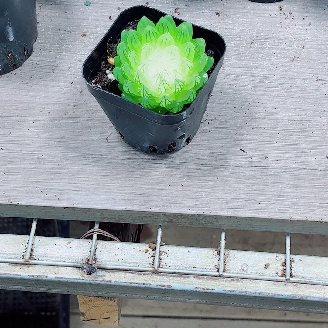 樱变女神一勿一拍