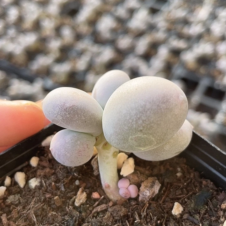 一物一拍米可满18包邮