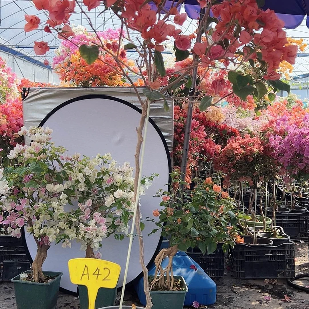 *****大部分花苞少量开放A42泰国橙