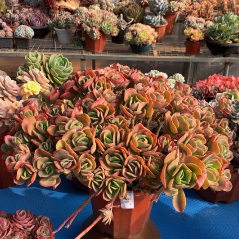 再**雨1093火焰玫瑰多肉