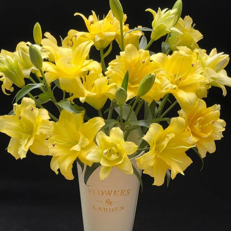 异国阳光重瓣百合种球中香型云南基地直发耐寒耐热（年后开花）