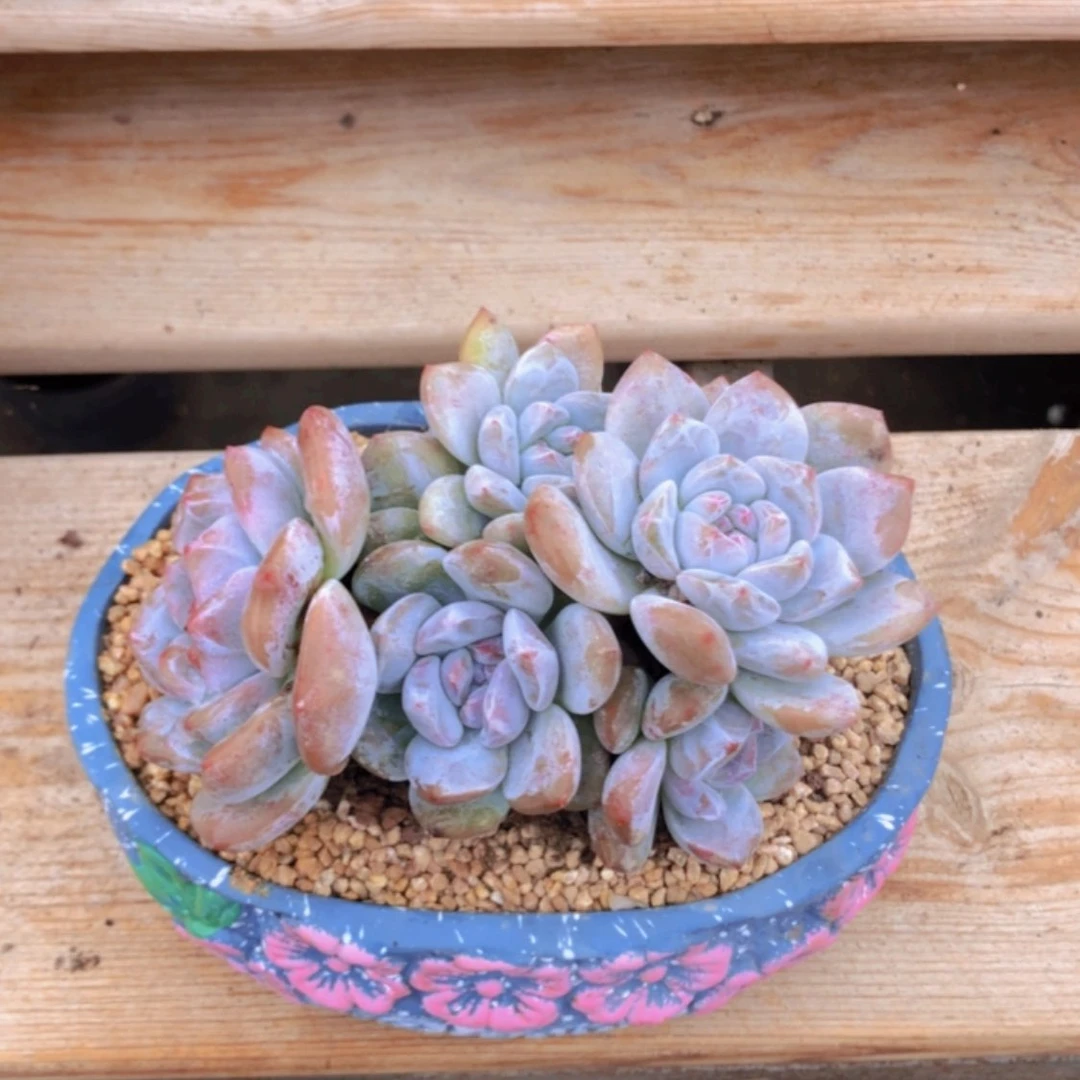 【闪购商品】8头突尼斯星影。已出暗纹