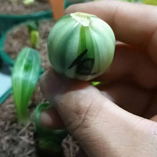 郭***昌无花朵君子兰小苗君子兰小苗君子兰小苗