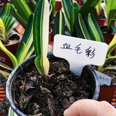 【闪购商品】空*直播间
