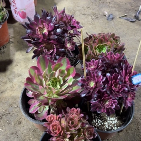 759多肉植物组合