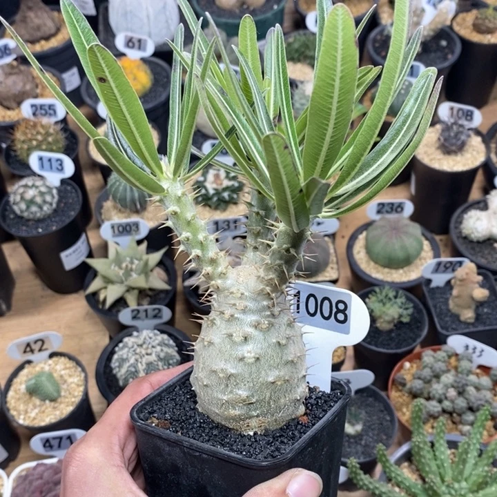 樊****察专拍1008号象牙宫