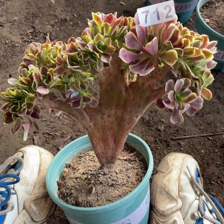 25厘米左右欧嘉莉缀712号