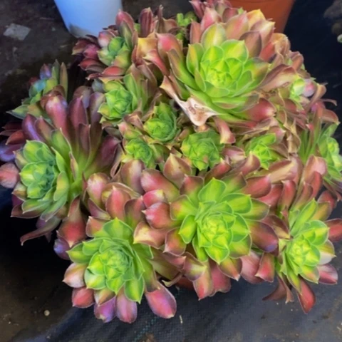 韶华多肉植物5995