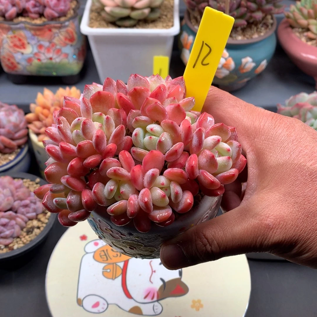 我们家的小宝贝们