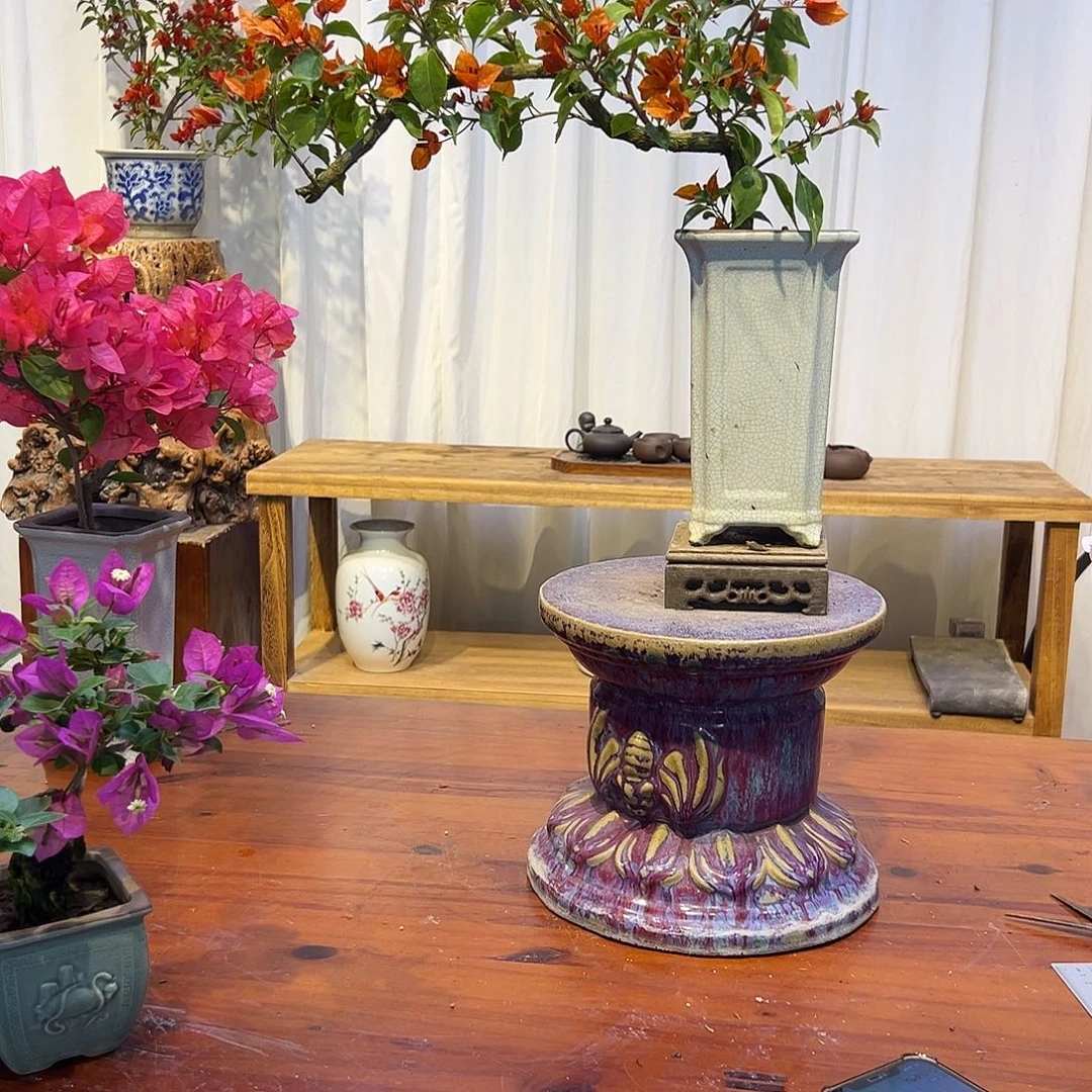 诚***完全开放三角梅一物一拍橙桑吧