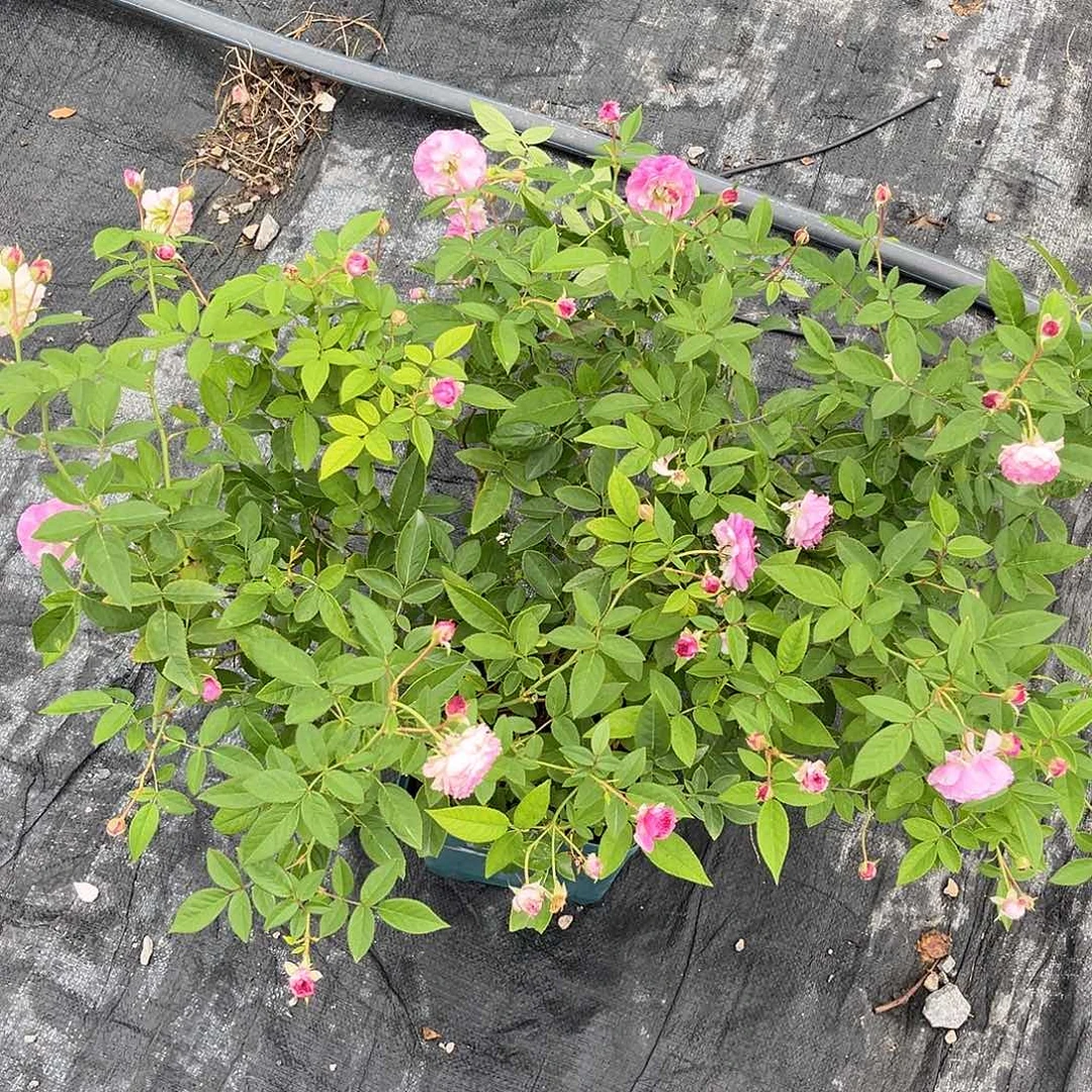 玛姬婶婶1.5加仑扦插