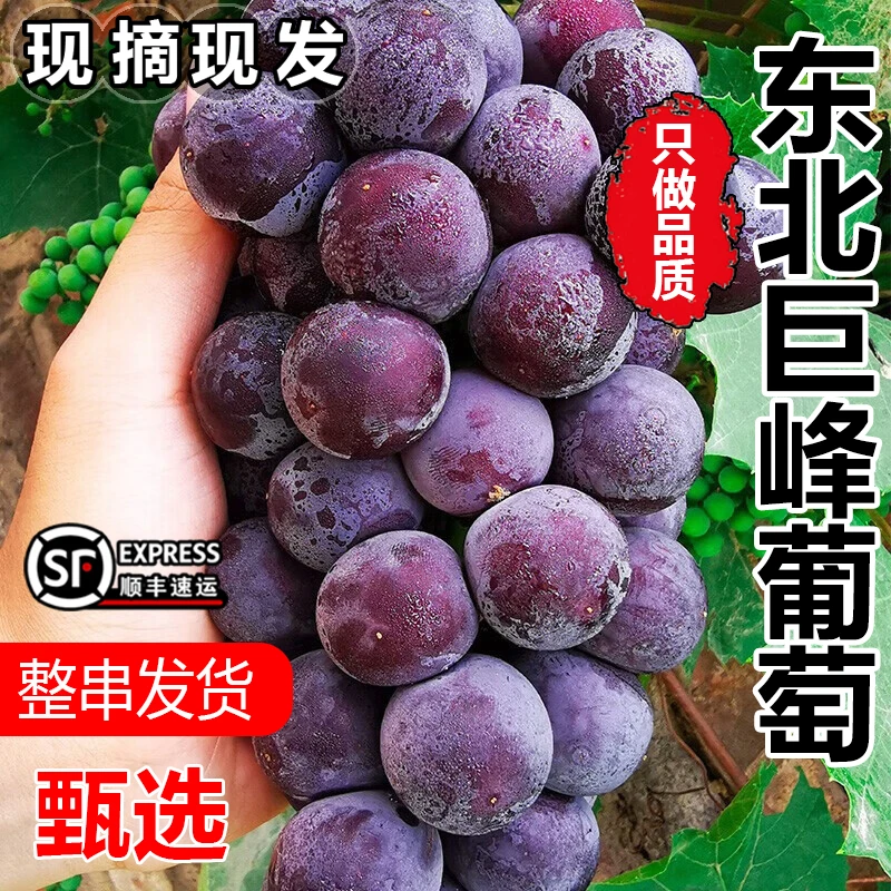 【整串发】东北巨峰葡萄当季新鲜现摘水果辽宁黑葡萄阳光夏季黑提子