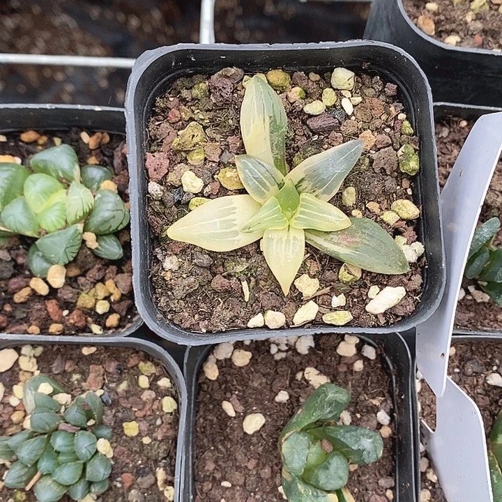 红纹寿十二卷多肉植物
