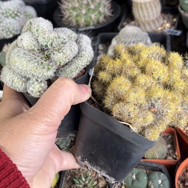 艳*@仙人球一物一拍自根两颗