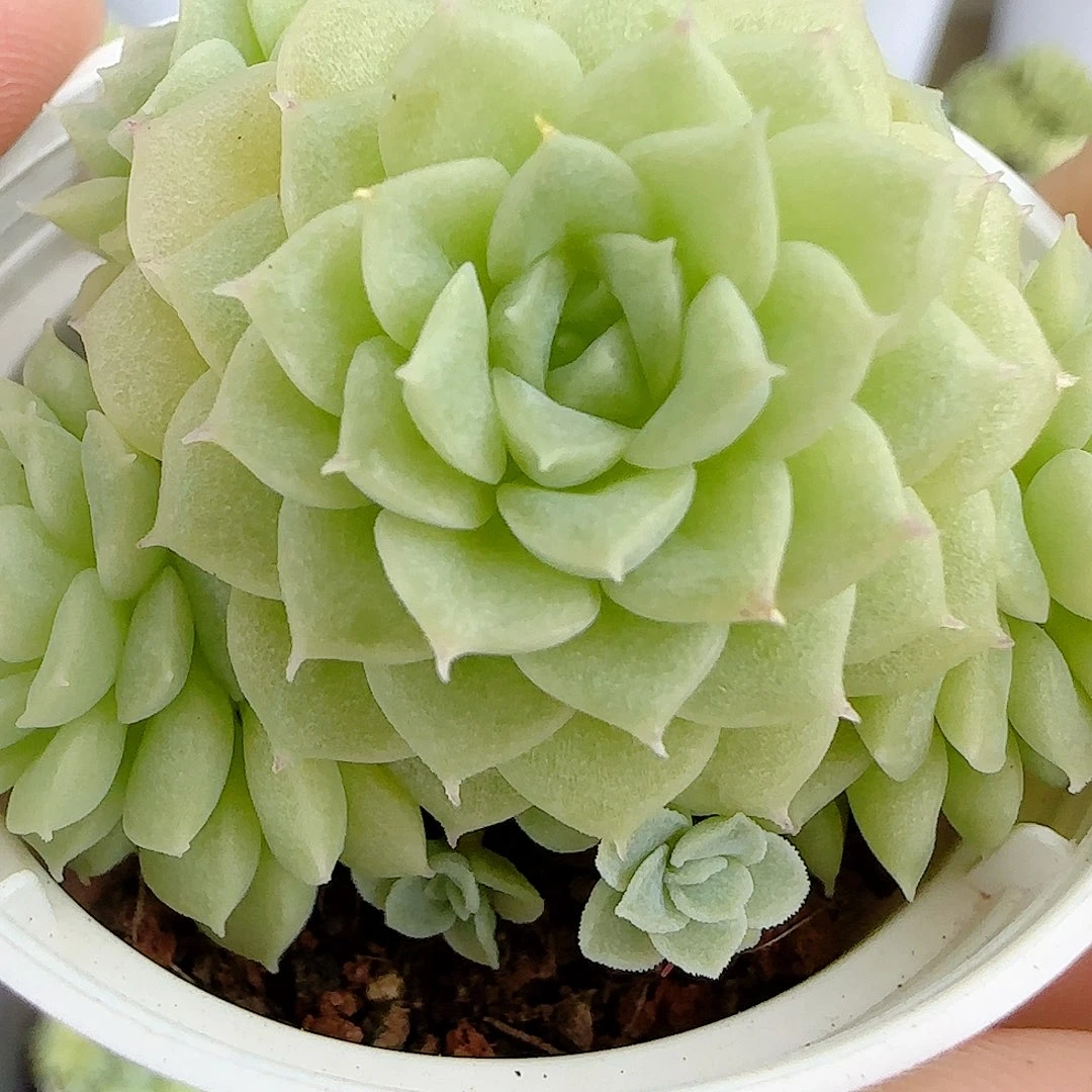 【闪购商品】0925-106花朵优选麦杆
