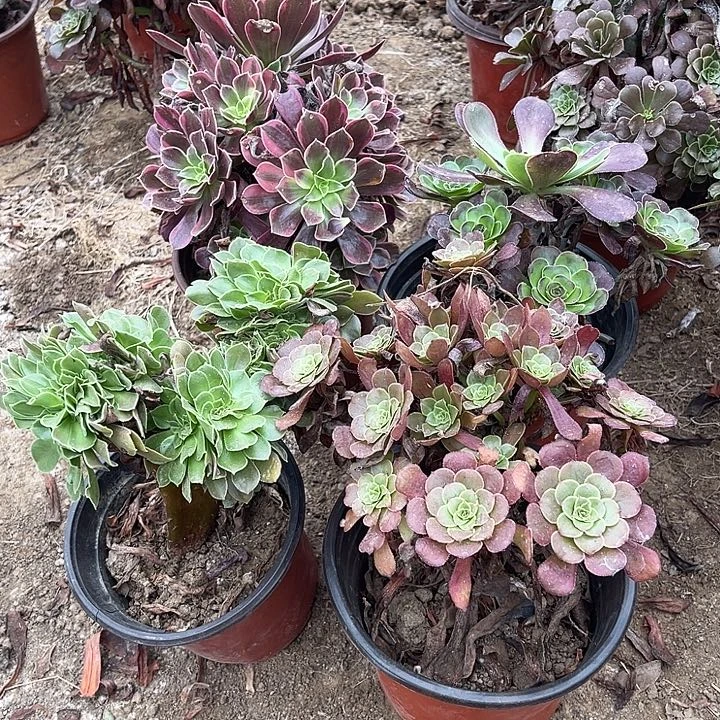 4棵玫瑰玫瑰玫瑰玫瑰