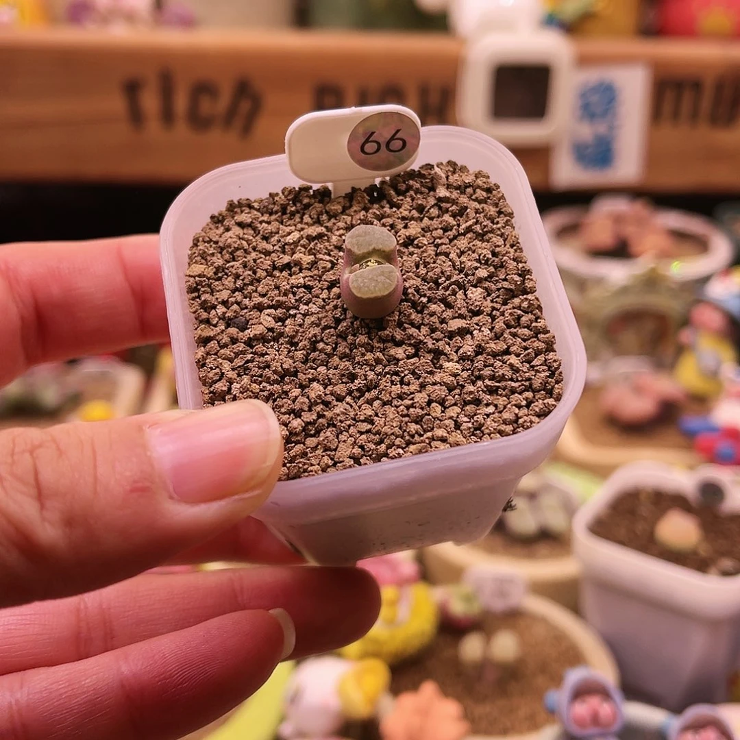 66号白雪花窗粉紫体banke