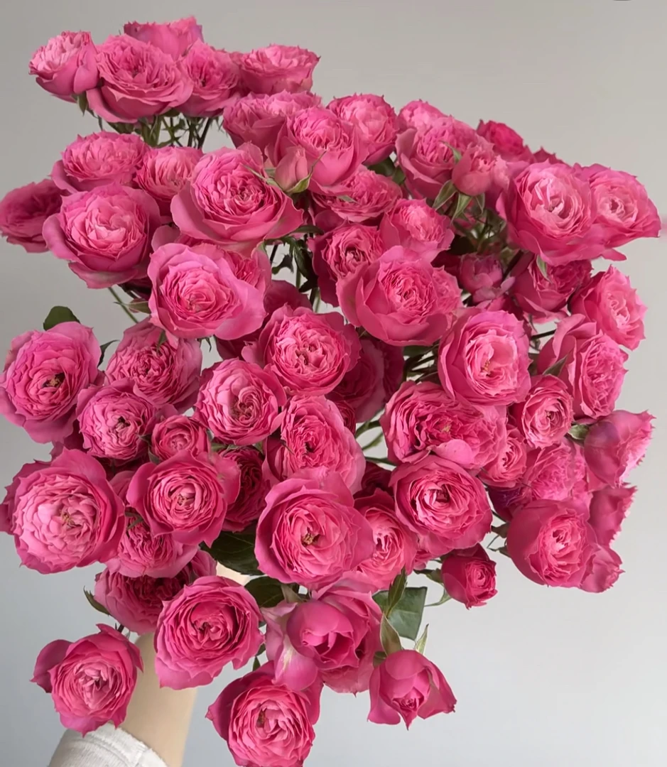 「曼曼」多头苏菲宝贝8只➕2只防损  鲜花任意满两单包邮拒收不售后