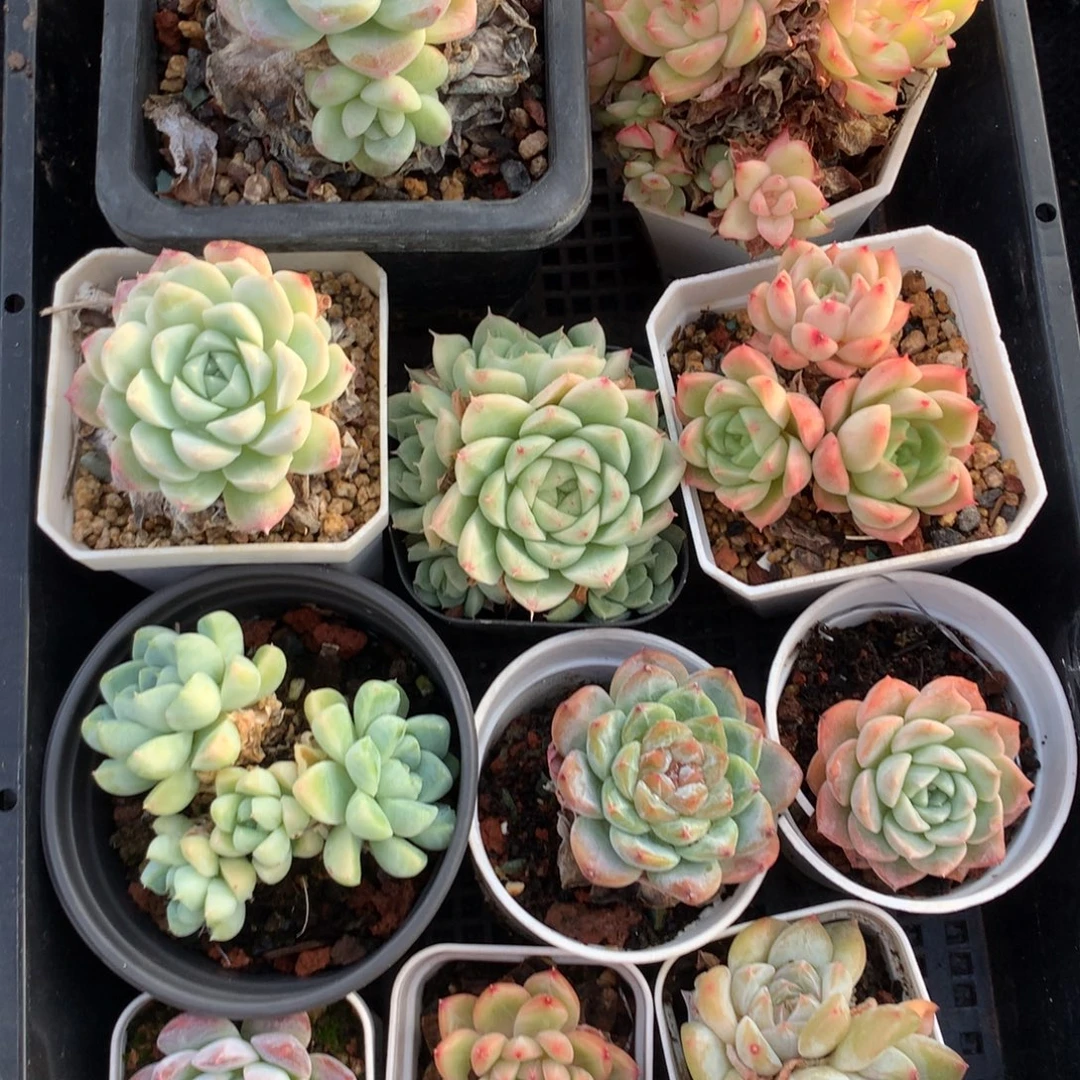 1108-30 套餐一组