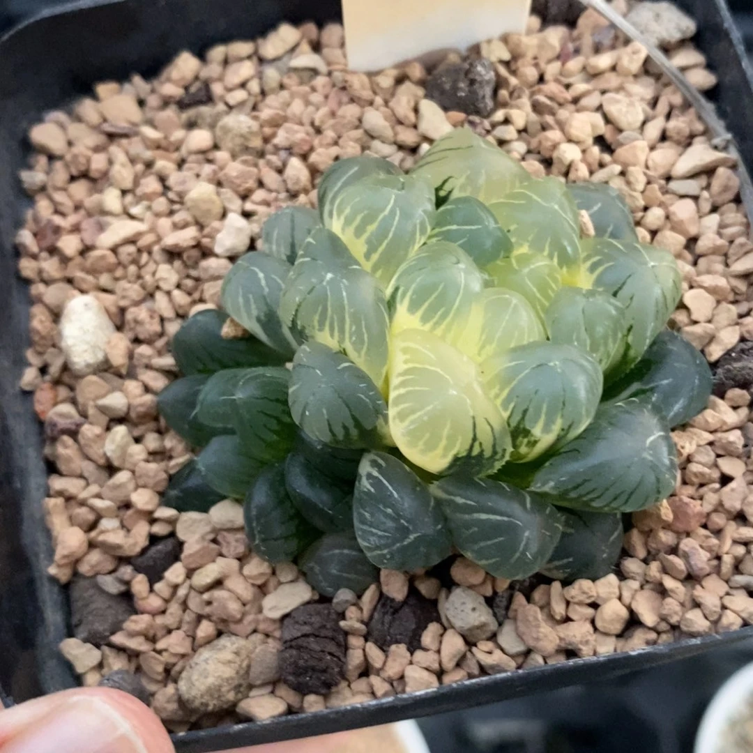 59-2侧芽实生玉露锦一物一图
