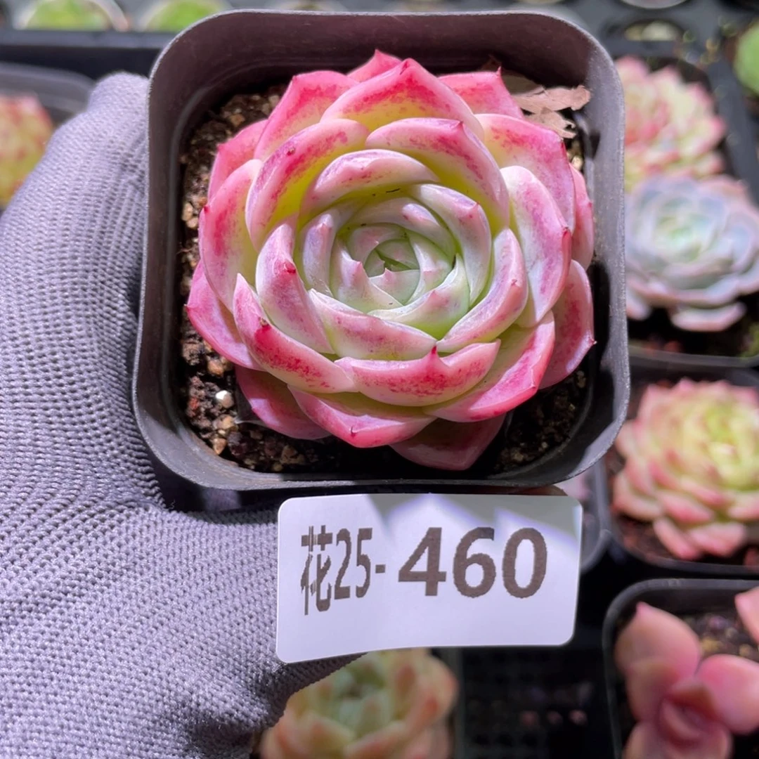 花利美25-461孤星