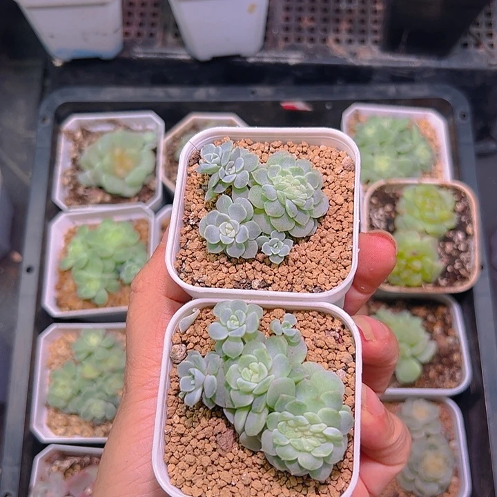 纸鸢多肉植物群生两颗