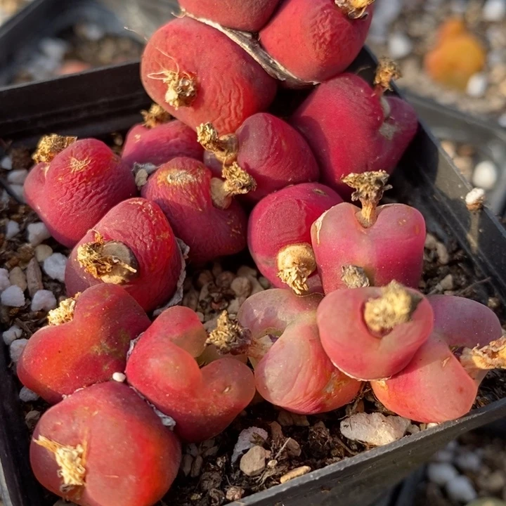 29172有伤一组一组