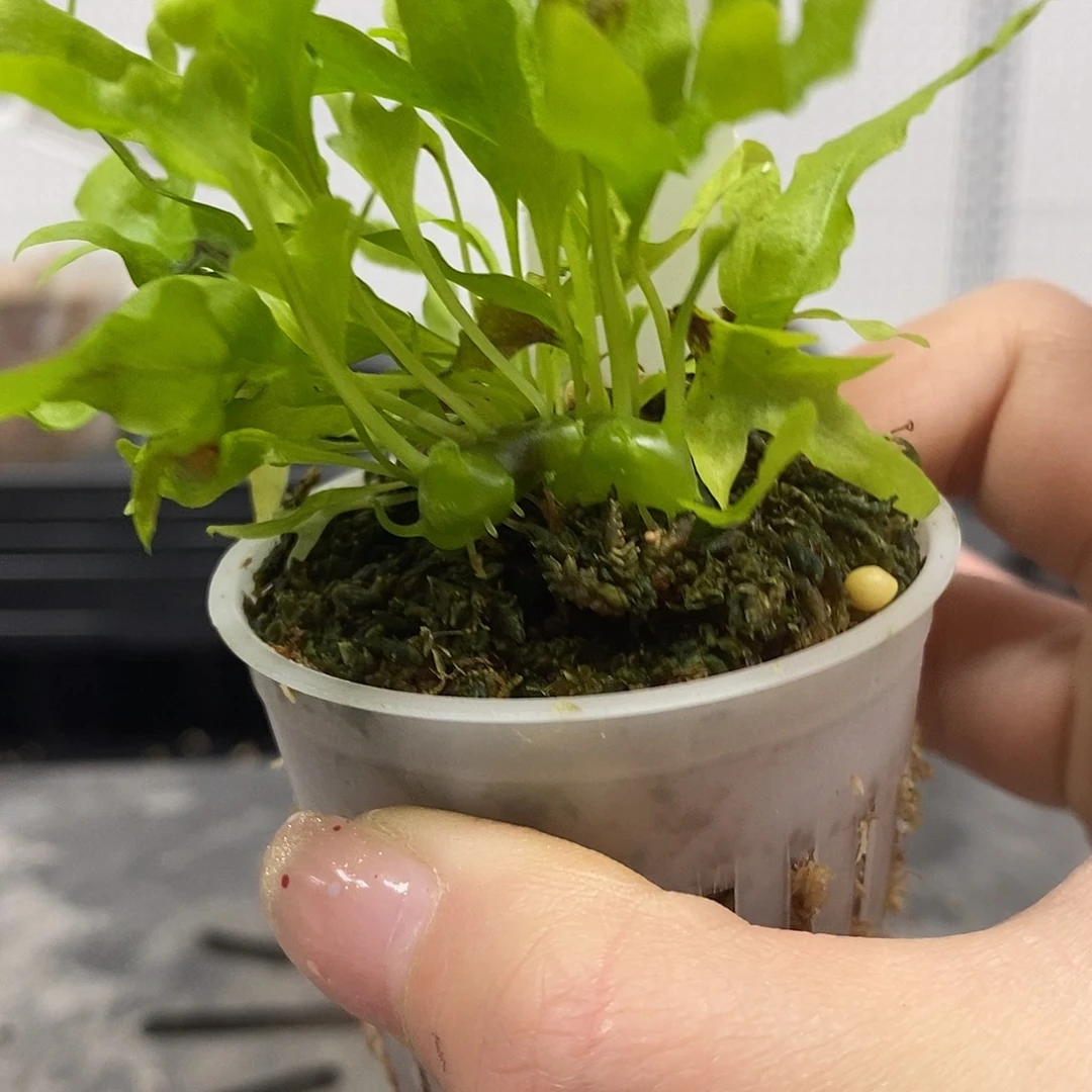 无花朵黑吕宋蚁蕨