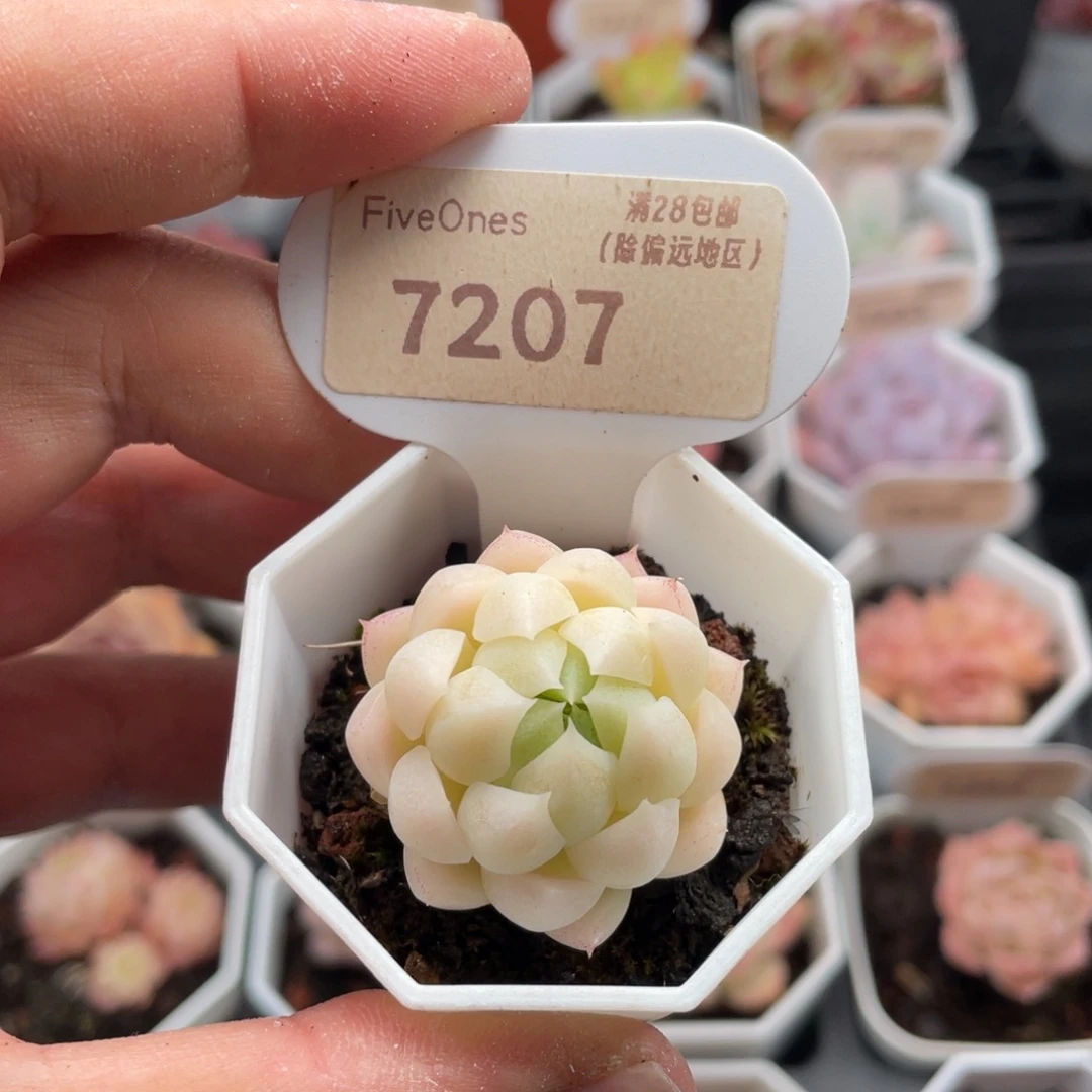 麦秆7207-3.5厘米