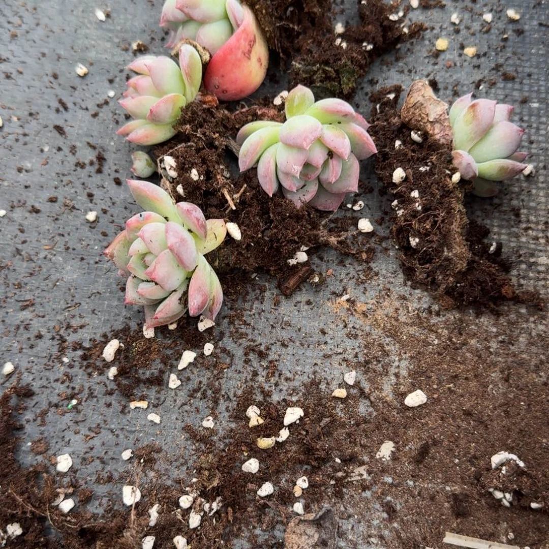 红鸾叶插苗五颗量拍