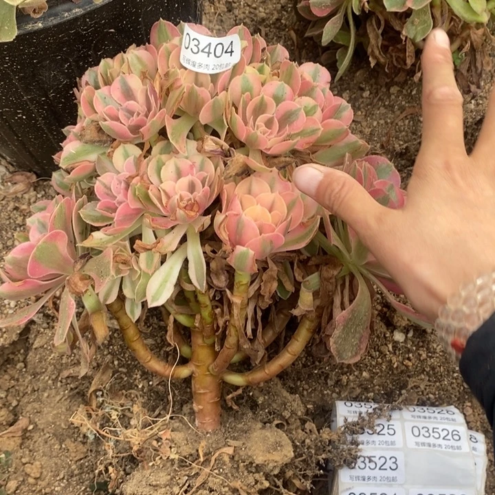 03404粉女巫多肉植物