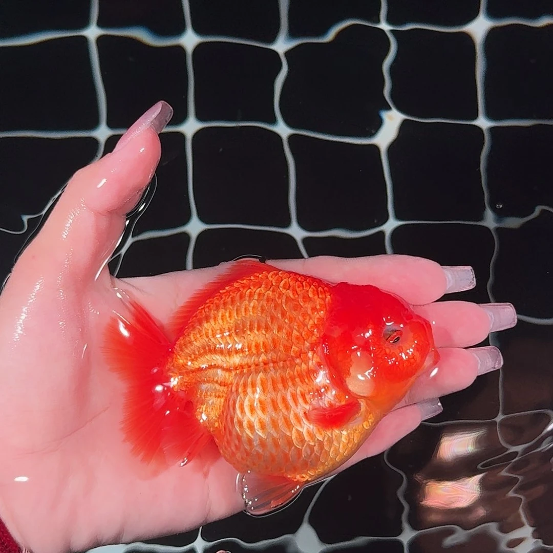 ****静金鱼亚成红白短尾将军狮子