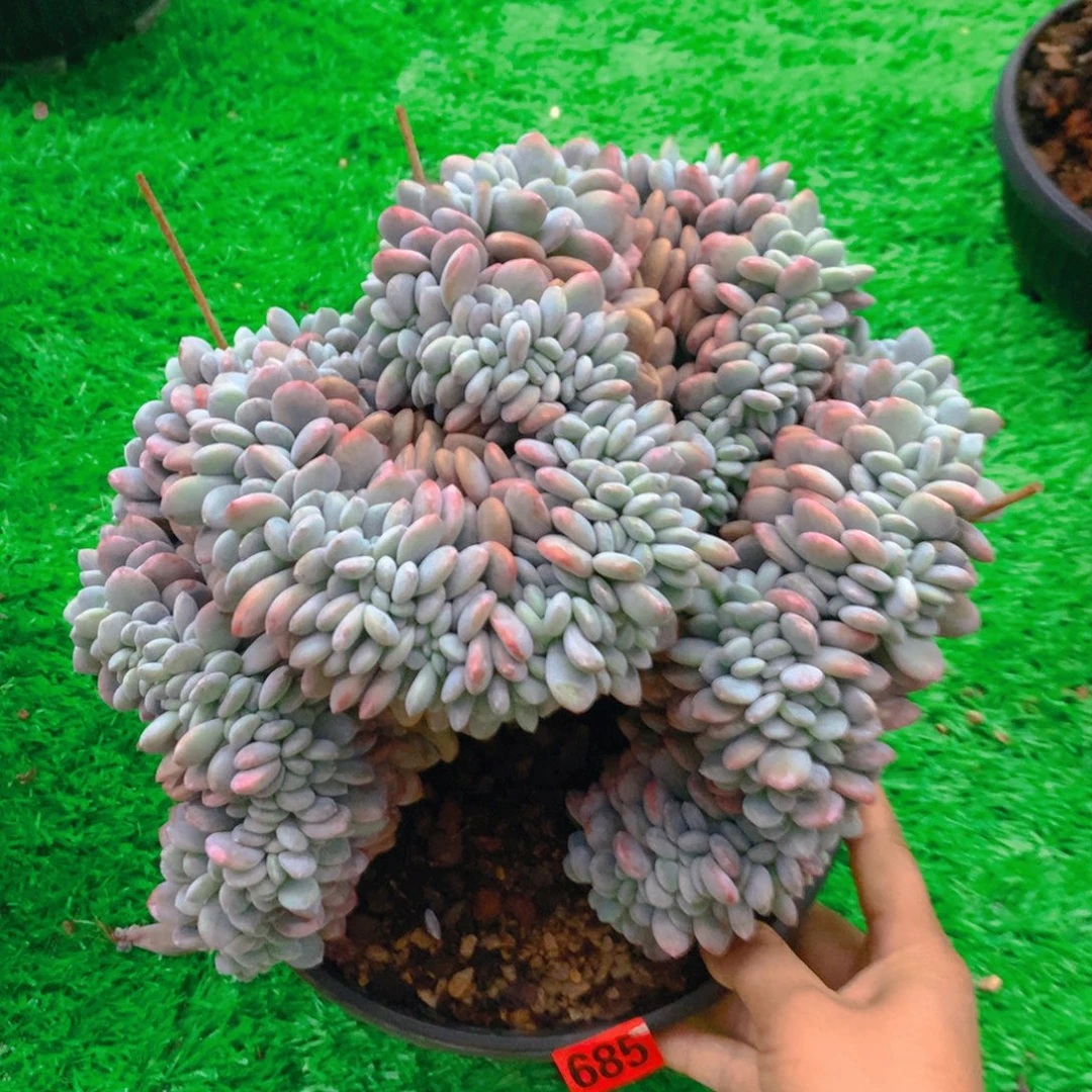 685粉兔111111111111