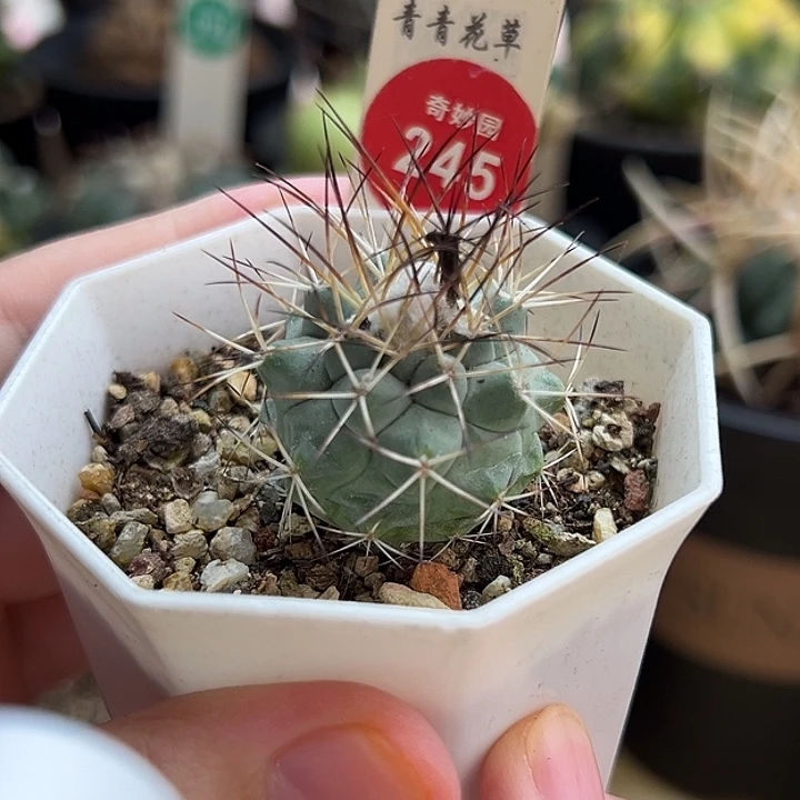 实生强刺黑枪玉2.9cm