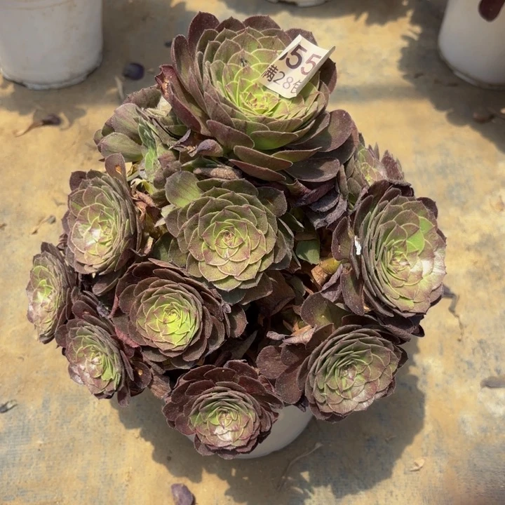 花月夜多肉处理不包断头553