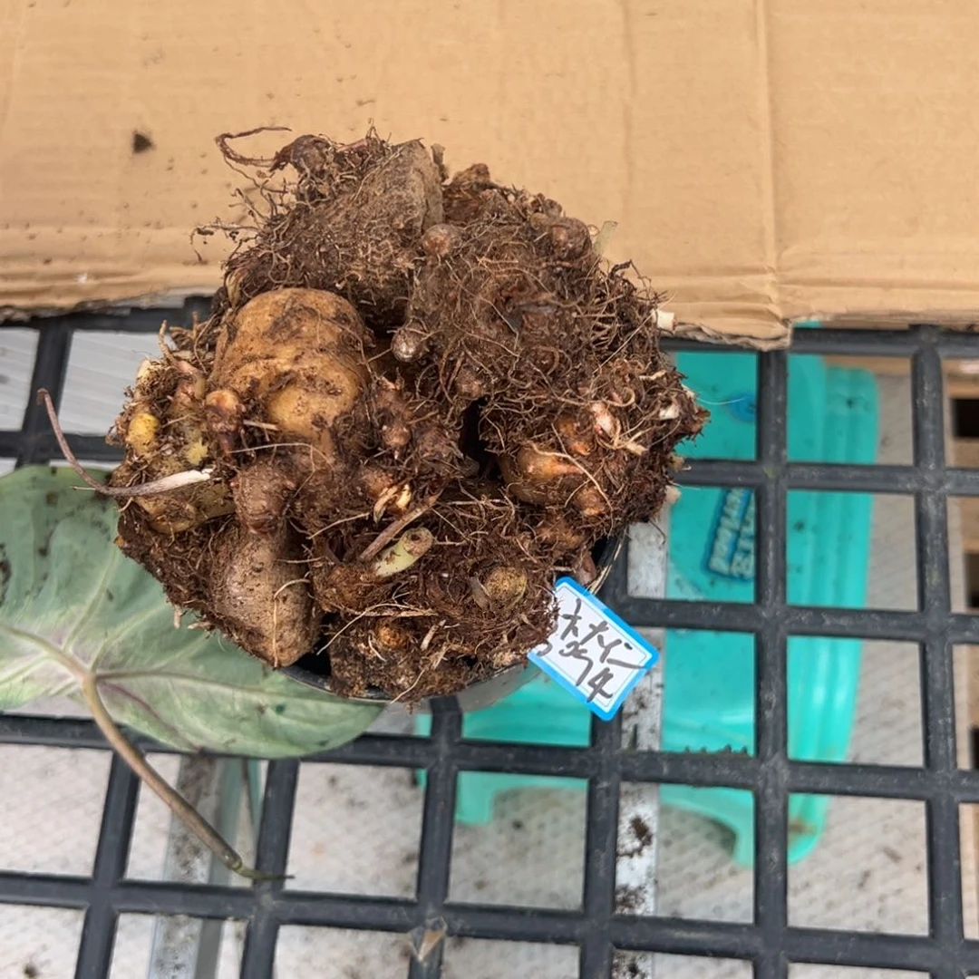 完全开放卞*仁03盲盒种球