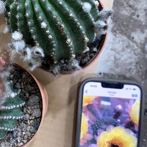 黑猴，5公分左右35689