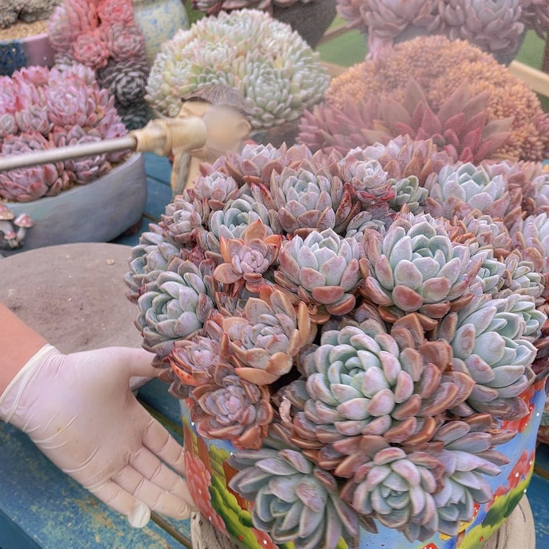 ?*然多肉粉冰玉杂交带盆