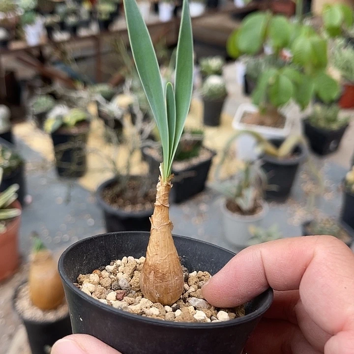 无花朵老家产地巨凤之卵