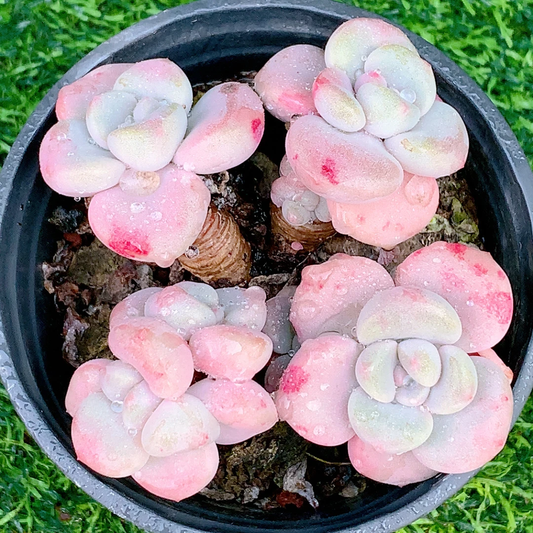 丸叶花斑鹿群生精品多肉植物盆栽阳台好养花卉一单包邮