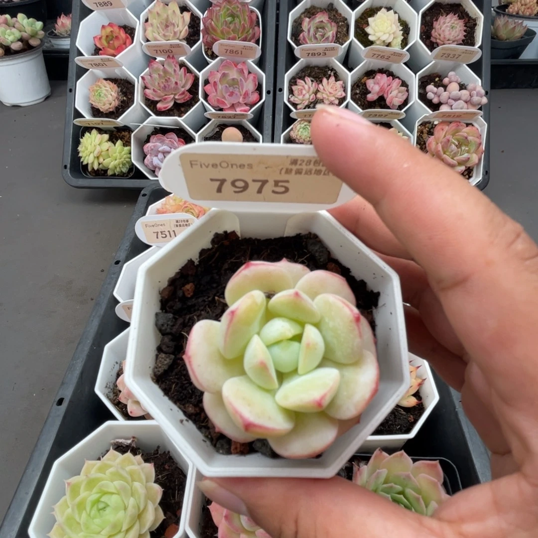 7975香草  4.5厘米