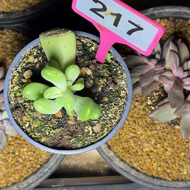 多肉植物柠檬美人217