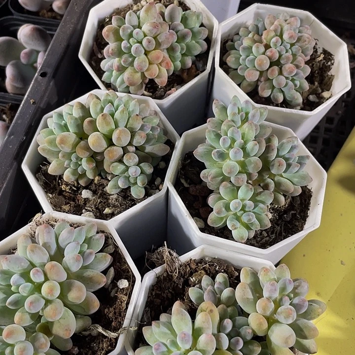 婴儿手指群带盆土发