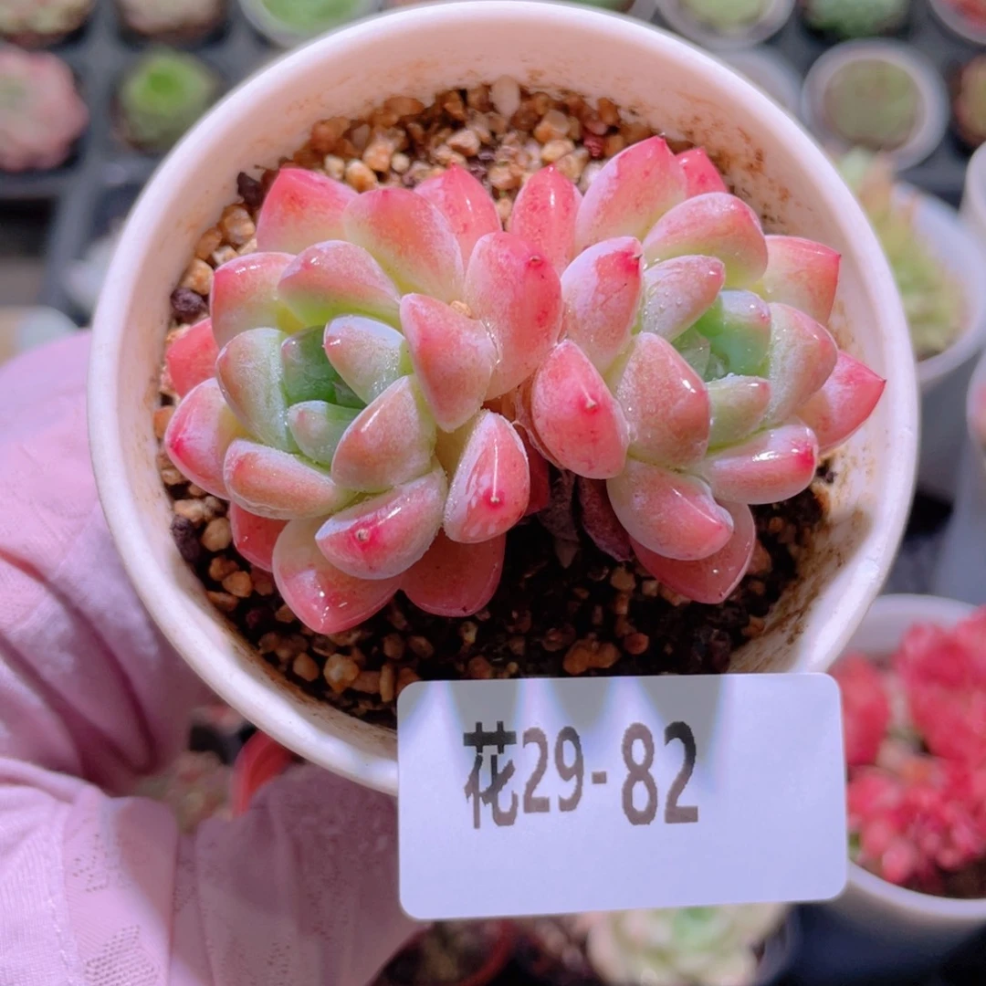 花利美29-82刚毅双头