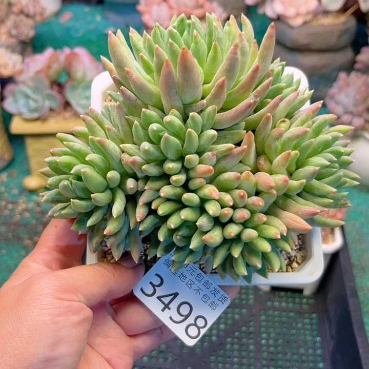 大3498；fzvxczvxvhb