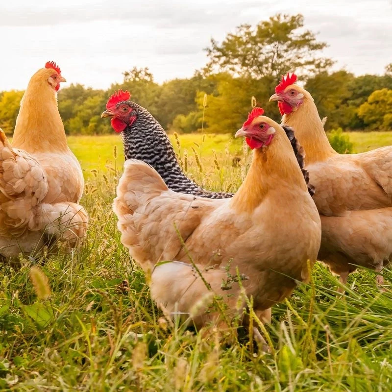 顺丰冷链【拍一发三】散养走地老母鸡粮食喂养走地鸡带黄油内脏