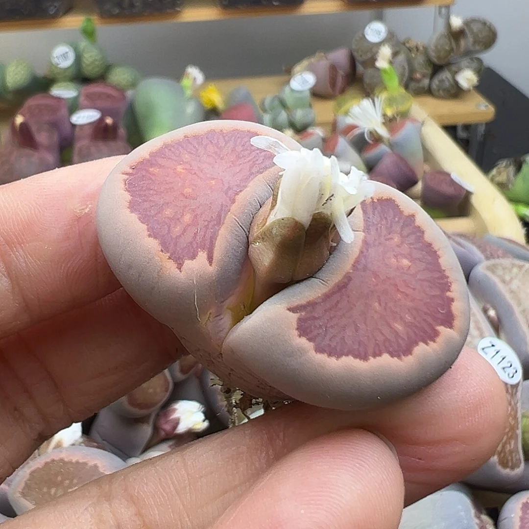 1127下播福利大美菊