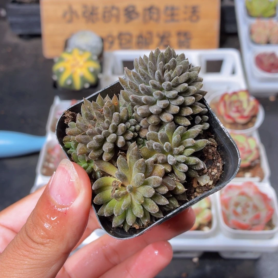 滇石莲多肉9.9包邮发货