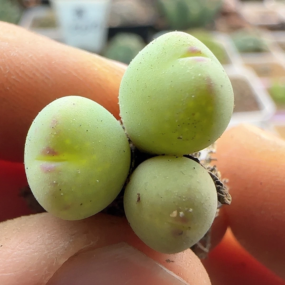 脱土发货28包邮25797